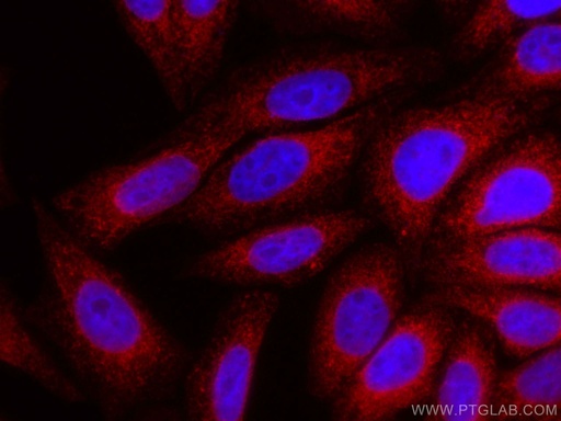 [CL594-10427-100UL] CoraLite®594-conjugated Calnexin Polyclonal antibody