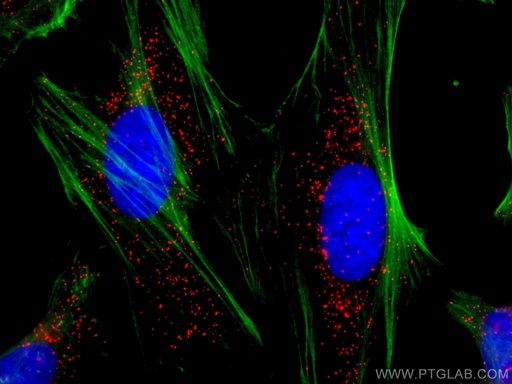 [CL594-10594-100UL] CoraLite®594-conjugated PEX14 Polyclonal antibody