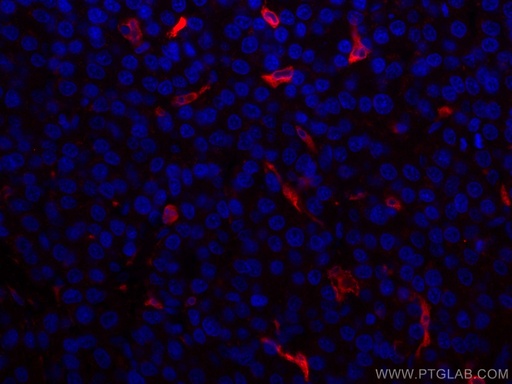 [CL594-10701-100UL] CoraLite®594-conjugated HO-1/HMOX1 Polyclonal antibody