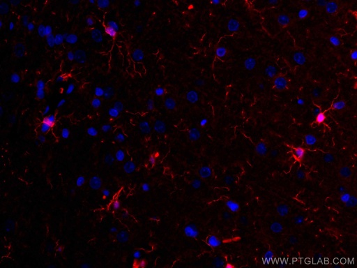 [CL594-10904-100UL] CoraLite®594-conjugated IBA1 Polyclonal antibody