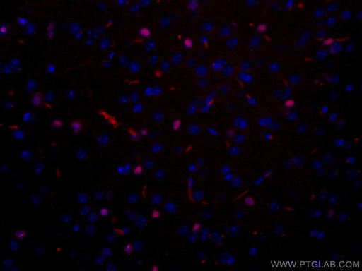 [CL594-11064-100UL] CoraLite®594-conjugated SOX2 Polyclonal antibody