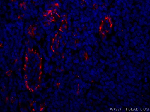 [CL594-11265-100UL] CoraLite®594-conjugated CD31 Polyclonal antibody