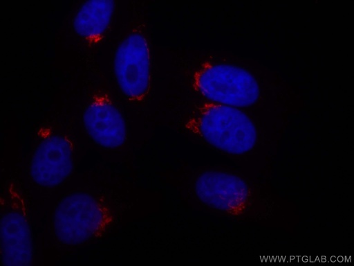 [CL594-11308-100UL] CoraLite®594-conjugated GOLGA2/GM130 Polyclonal antibody