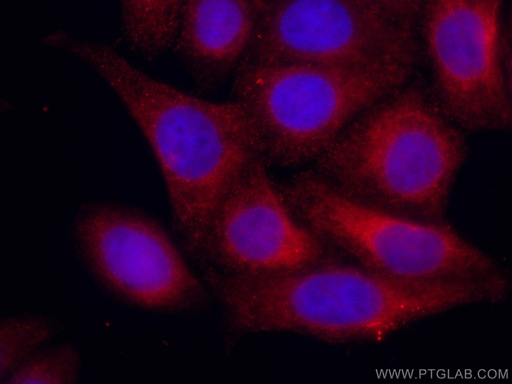 [CL594-11587-100UL] CoraLite®594-conjugated GRP78/BIP Polyclonal antibody