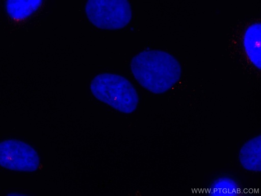[CL594-12794-100UL] CoraLite®594-conjugated Centrin 1 Polyclonal antibody