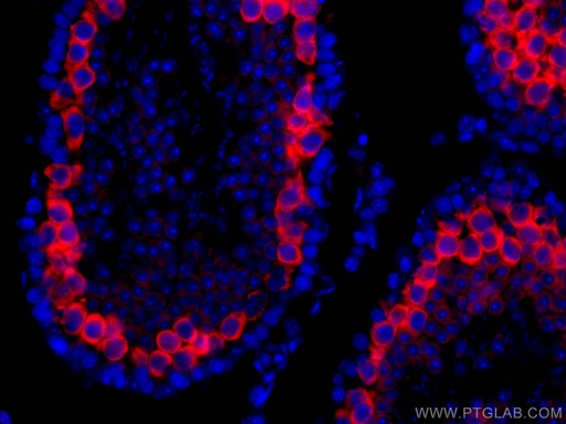 [CL594-13720-100UL] CoraLite®594-conjugated BOULE Polyclonal antibody