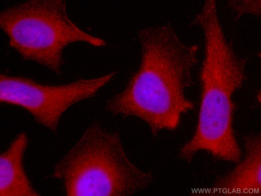 [CL594-14706-100UL] CoraLite®594-conjugated UBXD1 Polyclonal antibody
