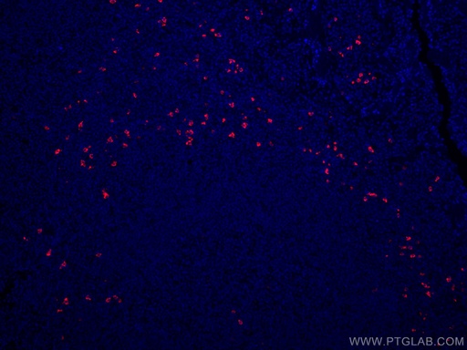 [CL594-16489-100UL] CoraLite®®594-conjugated IGHD Polyclonal antibody