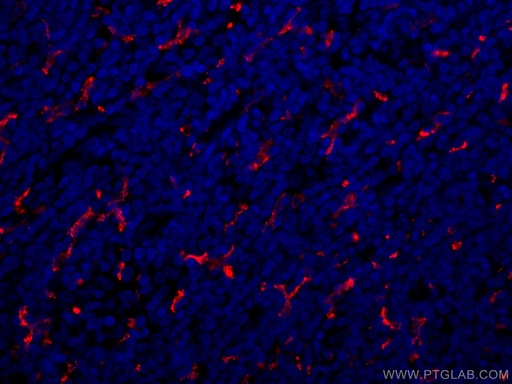 [CL594-16646-100UL] CoraLite®594-conjugated CD163 Polyclonal antibody