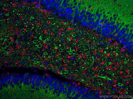 [CL594-16825-100UL] CoraLite®594-conjugated GFAP Polyclonal antibody
