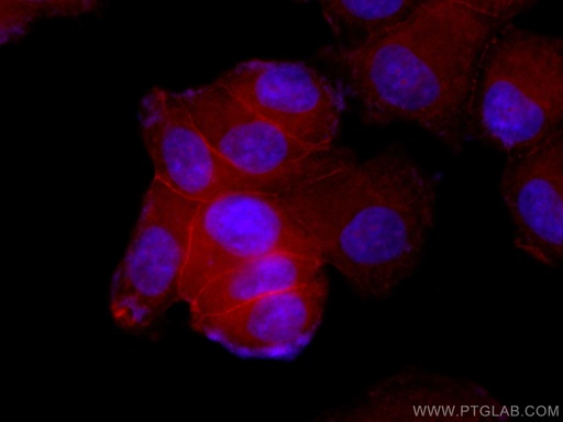 [CL594-17565-100UL] CoraLite®594-conjugated Beta Catenin Polyclonal antibody