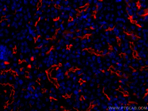 [CL594-18470-100UL] CoraLite®594-conjugated CD133 Polyclonal antibody