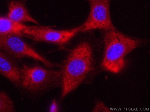 [CL594-19677-100UL] CoraLite®594-conjugated Caspase 3/p17/p19 Polyclonal antibody