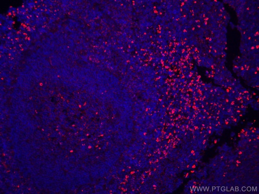 [CL594-20758-100UL] CoraLite®594-conjugated IgG Lambda Light Chain Polyclonal antibody