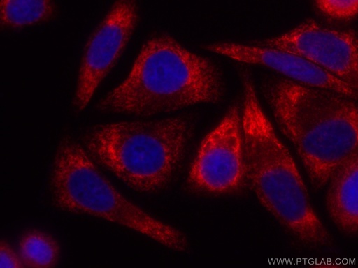 [CL594-22015-100UL] CoraLite®594-conjugated RRBP1 Polyclonal antibody
