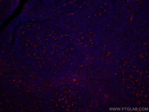 [CL594-25747-100UL] CoraLite®594-conjugated CD68 Polyclonal antibody