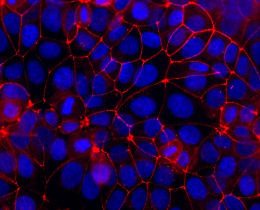[CL594-27260-100UL] CoraLite®594-conjugated Occludin Polyclonal antibody