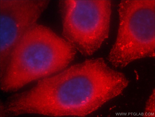 [CL594-60008-100UL] CoraLite®594-conjugated Beta Actin Monoclonal antibody