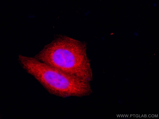 [CL594-60012-100UL] CoraLite®594-conjugated GRP94 Monoclonal antibody