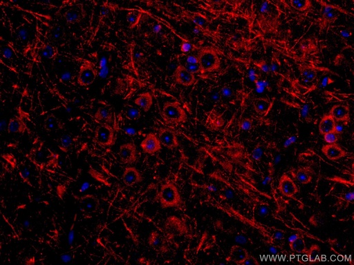 [CL594-60059-100UL] CoraLite®594-conjugated Syntaxin 6 Monoclonal antibody