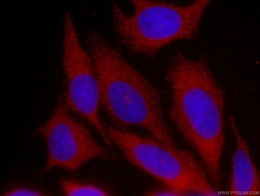 [CL594-60078-100UL] CoraLite®594-conjugated GDI2 Monoclonal antibody