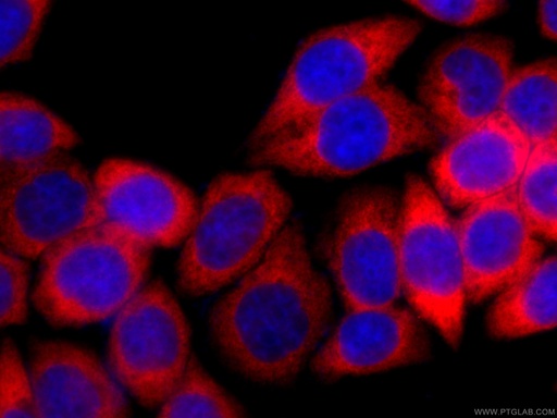 [CL594-60085-100UL] CoraLite®594-conjugated EEF1D Monoclonal antibody