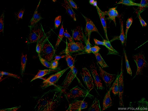 [CL594-60095-100UL] CoraLite®594-conjugated ITM2C Monoclonal antibody