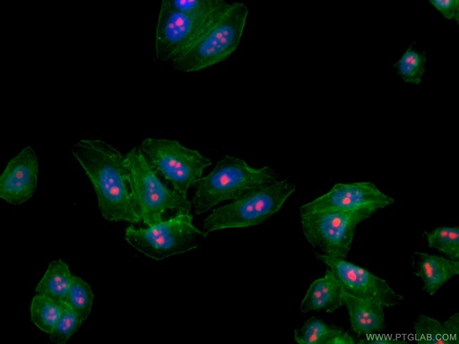 [CL594-60096-100UL] CoraLite®594-conjugated B23/NPM1 Monoclonal antibody