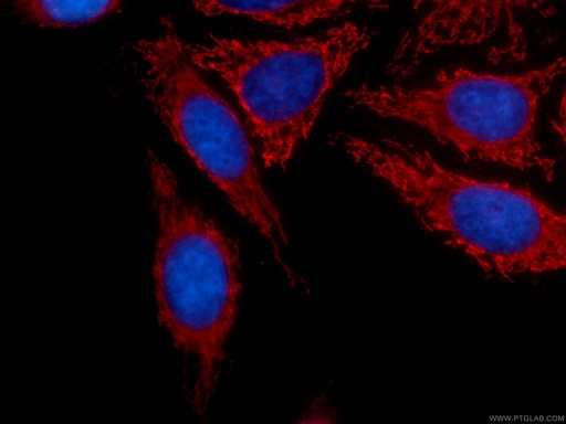 [CL594-60113-100UL] CoraLite®594-conjugated SERPINA10 Monoclonal antibody