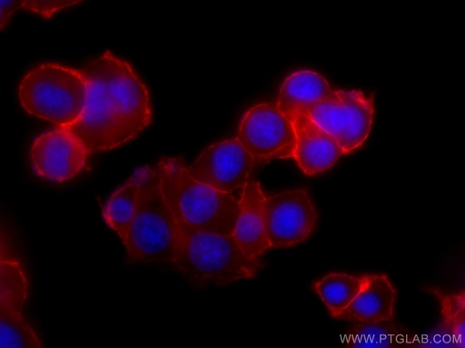 [CL594-60159-100UL] CoraLite®594-conjugated SNAP25 Monoclonal antibody