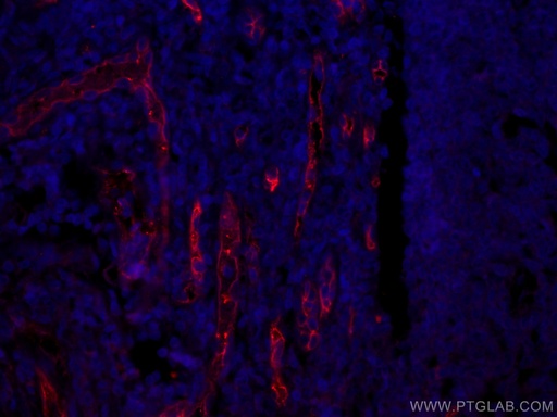 [CL594-60180-100UL] CoraLite®594-conjugated CD34 Monoclonal antibody