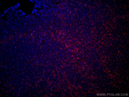 [CL594-60181-100UL] CoraLite®594-conjugated CD3 Monoclonal antibody
