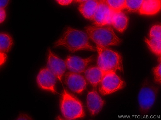 [CL594-60183-100UL] CoraLite®594-conjugated Cytokeratin 20 Monoclonal antibody