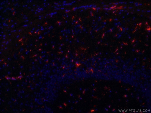 [CL594-60190-100UL] CoraLite®594-conjugated GFAP Monoclonal antibody