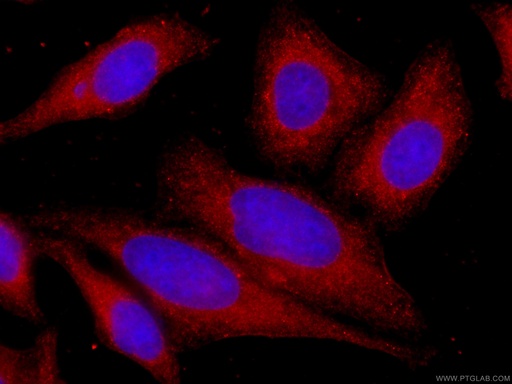 [CL594-60199-100UL] CoraLite®594-conjugated STAT3 Monoclonal antibody