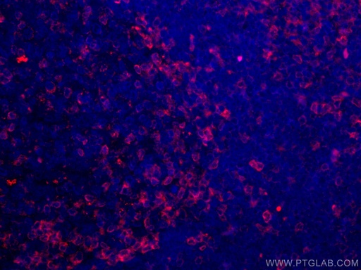 [CL594-60200-100UL] CoraLite®594-conjugated ZAP70 Monoclonal antibody