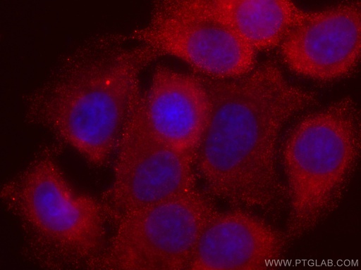 [CL594-60203-100UL] CoraLite®594-conjugated AKT Monoclonal antibody