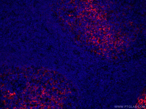[CL594-60208-100UL] CoraLite®594-conjugated CD23 Monoclonal antibody