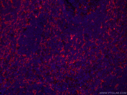 [CL594-60258-100UL] CoraLite®594-conjugated CD11c/Integrin Alpha X Monoclonal antibody