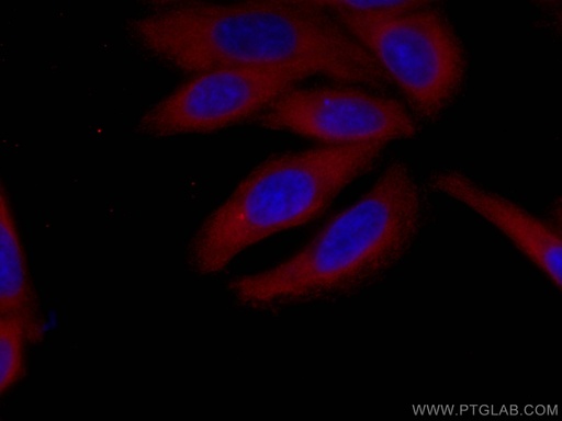 [CL594-60265-100UL] CoraLite®594-conjugated SND1 Monoclonal antibody