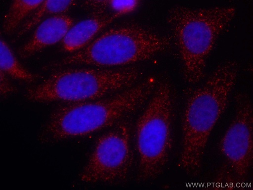 [CL594-60284-100UL] CoraLite®594-conjugated ATP5C1 Monoclonal antibody