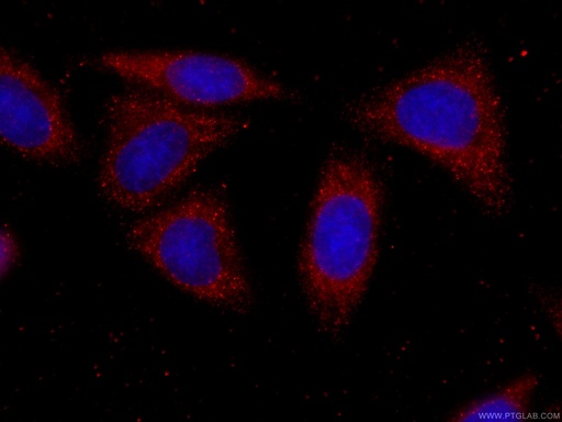 [CL594-60286-100UL] CoraLite®594-conjugated PRDX4 Monoclonal antibody