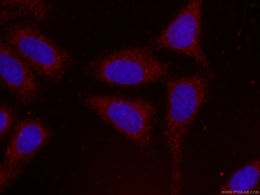 [CL594-60300-100UL] CoraLite®594-conjugated PTEN Monoclonal antibody