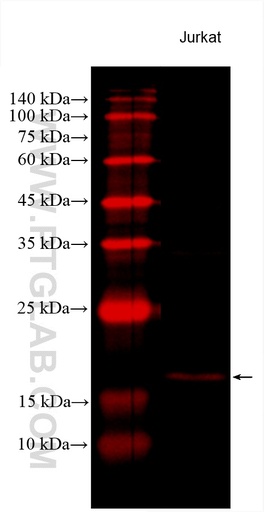 [CL594-60301-100UL] CoraLite®594-conjugated BID Monoclonal antibody