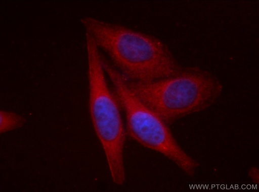 [CL594-60317-100UL] CoraLite®594-conjugated GOT1 Monoclonal antibody