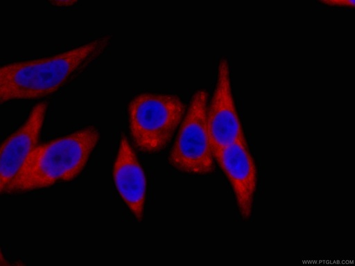 [CL594-60318-100UL] CoraLite®594-conjugated HSP90 Monoclonal antibody