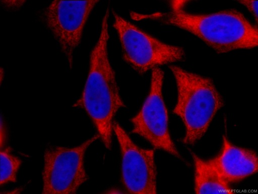[CL594-60329-100UL] CoraLite®594-conjugated EEF1B2 Monoclonal antibody