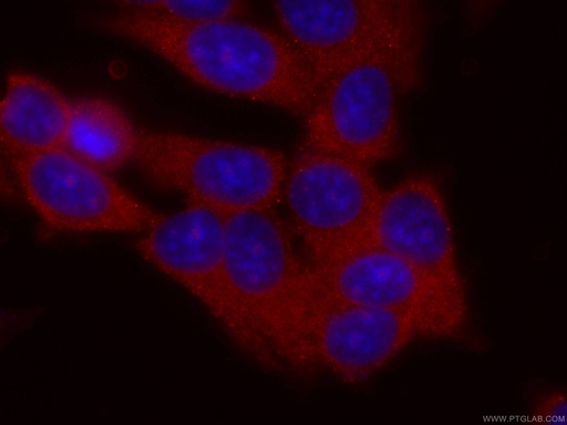 [CL594-60336-100UL] CoraLite®594-conjugated DBC1 Monoclonal antibody