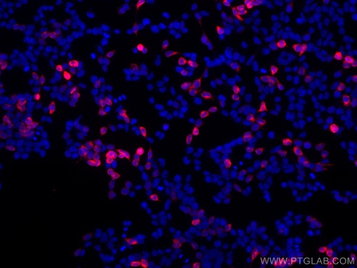 [CL594-66005-100UL] CoraLite®594-conjugated 6*His, His-Tag Monoclonal antibody