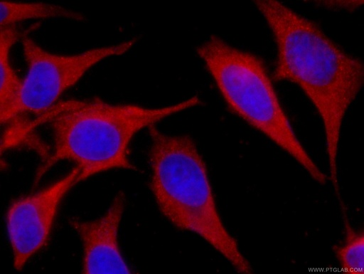 [CL594-66011-100UL] CoraLite®594-conjugated SEC5/EXOC2 Monoclonal antibody